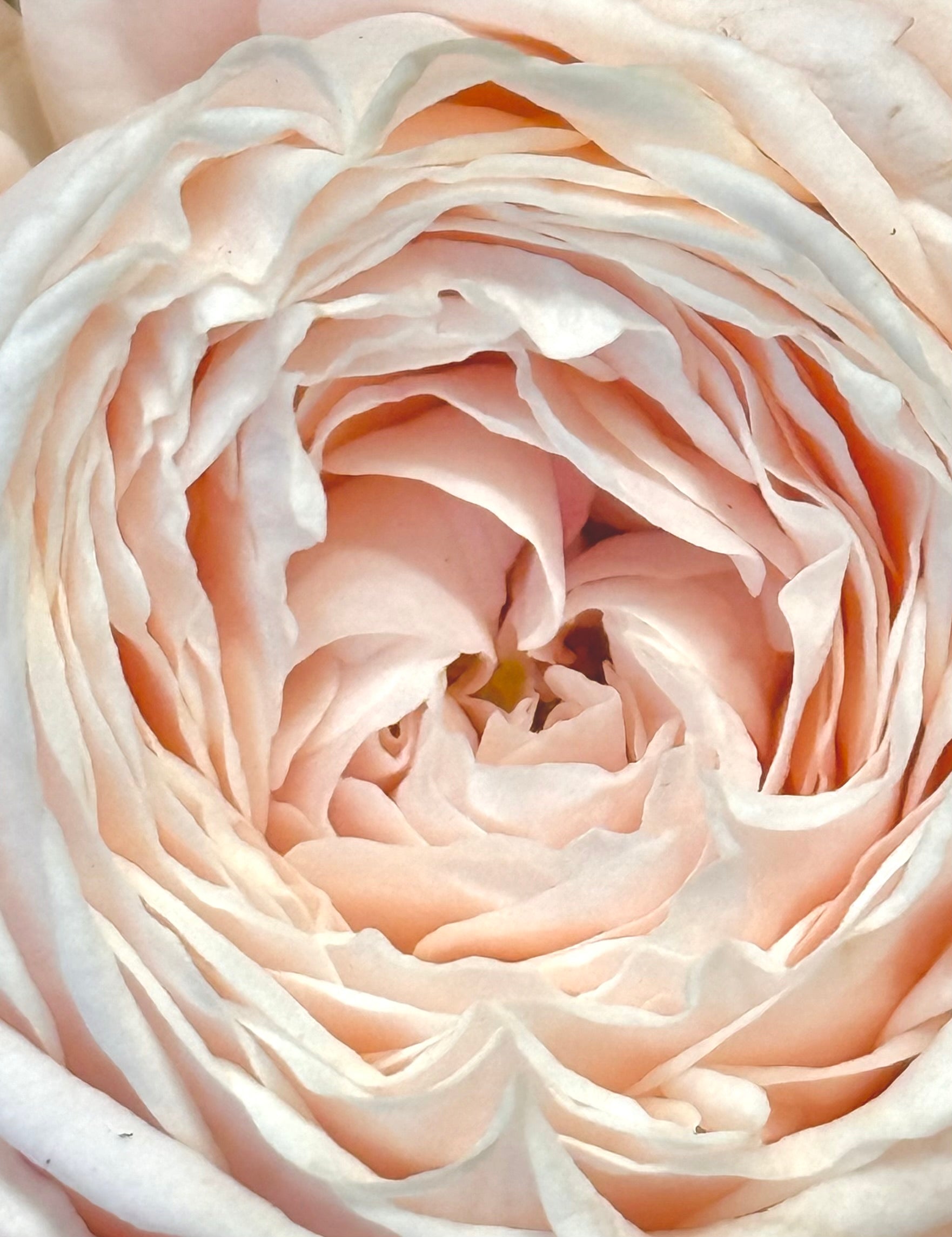 TRUESSENCE ANAHATA ROSA
